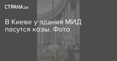 В Киеве у здания МИД пасутся козы. Фото - strana.ua - Украина - Киев