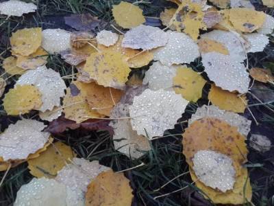 В Курортном районе Петербурга экологи обнаружили «полигон захоронения» вредных листьев - rosbalt.ru - Санкт-Петербург - район Курортный, Санкт-Петербург - Экология