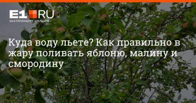 Куда воду льете? Как правильно в жару поливать яблоню, малину и смородину - e1.ru - Екатеринбург - Уральск