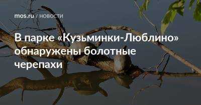 В парке «Кузьминки-Люблино» обнаружены болотные черепахи - mos.ru - Москва