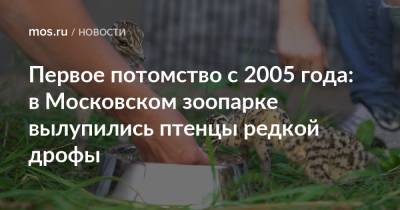 Первое потомство с 2005 года: в Московском зоопарке вылупились птенцы редкой дрофы - mos.ru - Москва - Волоколамск