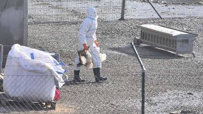 В «Векторе» оценили угрозу птичьего гриппа H5N6 для россиян - iz.ru - Россия - Израиль - Гонконг