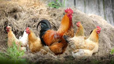 "Вектор" оценил ситуацию с H5N6 - vesti.ru - Россия - Китай - Гонконг