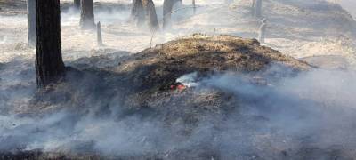 Власти Карелии сообщили о локализации половины действующих лесных пожаров - stolicaonego.ru - Мурманская обл. - Архангельская обл. - Беломорск - республика Карелия