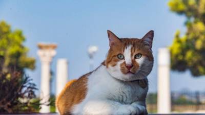 Античные хвосты: кот Мостик встретился с коллегами из Херсонеса - crimea.ria.ru - Крым - Севастополь - Греция