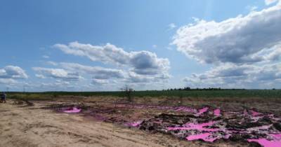 В Ривненской области полиция открыла дело из-за розовых луж на поле - focus.ua - Украина - Ривненской обл.