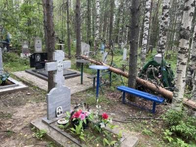 В Сосногорске после обращения на "Активный регион" убрали завалившееся на могилы дерево - komiinform.ru - Сосногорск