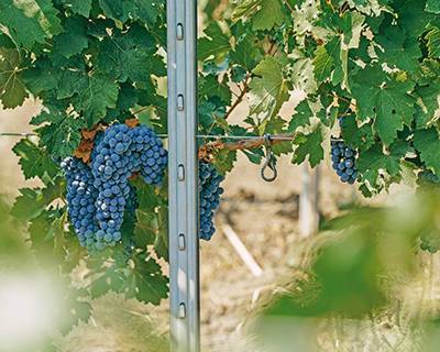 Шпалерная опора для виноградников: что выбрать? - skuke.net - Виноград