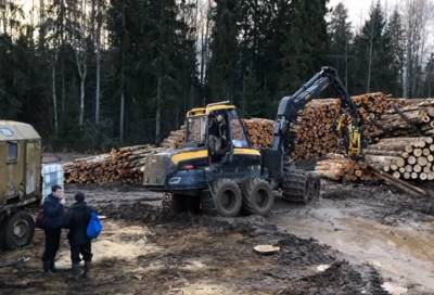 Пол Лодейный - Обвиняемые в незаконной вырубке леса в Киришском районе предстанут перед судом - online47.ru - Ленинградская обл. - Санкт-Петербург