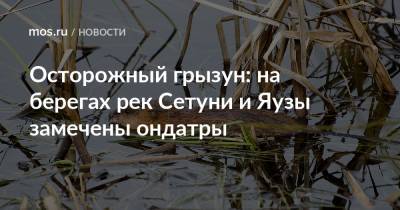 Осторожный грызун: на берегах рек Сетуни и Яузы замечены ондатры - mos.ru - Москва - Экология