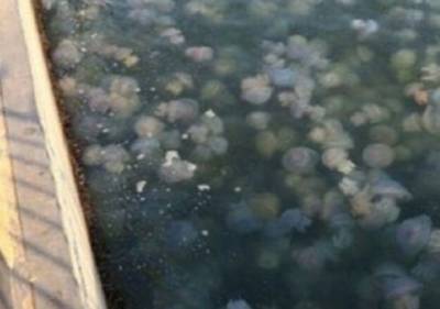 «Это очень плохо»: в Днепре были замечены первые медузы. ФОТО - enovosty.com - Черкасская обл. - Днепр