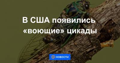 В США появились «воющие» цикады - news.mail.ru - США