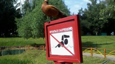 Евгений Брюн - Нарколог напомнил об опасности купания нетрезвым в жару - mir24.tv - Москва - Россия