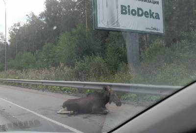 Иномарка сбила лося во Всеволожском районе - online47.ru - Ленинградская обл. - р-н Всеволожский
