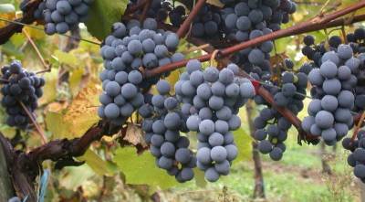 Коэффициент плодоношения винограда - skuke.net - Виноград