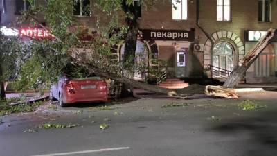 В Челябинске дерево чуть не раздавило припаркованную машину - vesti.ru - Россия - Челябинск - район Металлургический, Челябинск