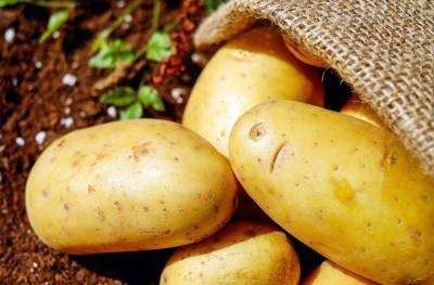 Джамбулат Хатуов - В России разработали способ снижения стоимости картофеля и других овощей - actualnews.org - Россия