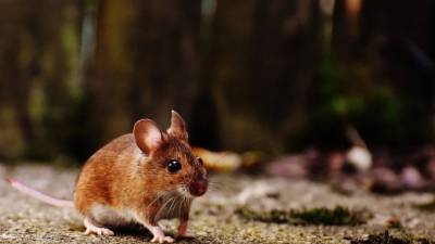 Ученые выяснили, что мыши могут контролировать выбросы дофамина в мозге - piter.tv - Сан-Диего