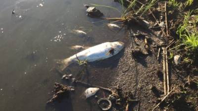 В пруду под Пензой произошла массовая гибель рыбы - penzainform.ru - Пенза - район Пензенский