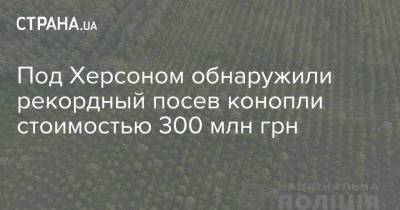 Под Херсоном обнаружили рекордный посев конопли стоимостью 300 млн грн - strana.ua - Украина - Херсон - Херсонская обл. - Херсонская Область