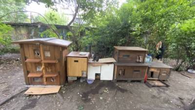 На Васильевском острове появились домики для бездомных котов - piter.tv - Санкт-Петербург