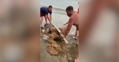 На Сахалине отдыхающие спасли запутавшегося в сетях морского льва - reendex.ru