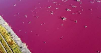 Лагуна в Аргентине стала ярко-розовой из-за слива отходов рыбной фабрики - focus.ua - Украина - Аргентина - Экология