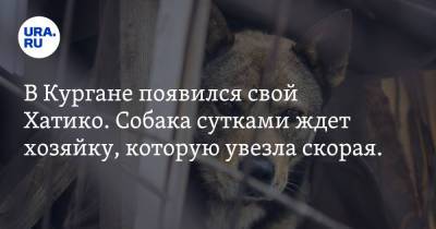 В Кургане появился свой Хатико. Собака сутками ждет хозяйку, которую увезла скорая. ФОТО - ura.news
