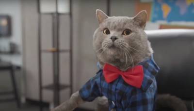 Заряд позитива на весь день: "поющий" кот стал настоящей звездой Сети, музыкальное видео - ukrainianwall.com - Украина