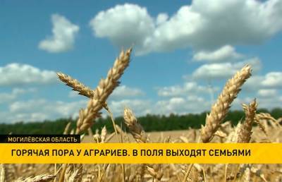 Урожай-2021: хлеборобы Беларуси уже убрали 25% полей - ont.by - Белоруссия