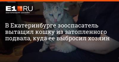 В Екатеринбурге зооспасатель вытащил кошку из затопленного подвала, куда ее выбросил хозяин - e1.ru - Екатеринбург