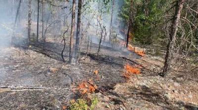 6 человек оштрафуют за разведение костров в лесу в Карелии - gubdaily.ru - район Пряжинский - республика Карелия
