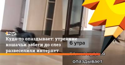 Куда-то опаздывает: утренние кошачьи забеги до слез развеселили интернет - ridus.ru