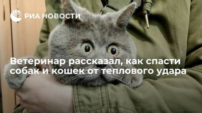 Ветеринар рассказал, как спасти собак и кошек от теплового удара - ria.ru - Москва - Россия
