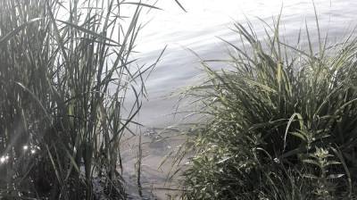 Эксперты проверят качество воды в реке Дон в Воронежской области - vestivrn.ru - Воронеж - Воронежская обл.