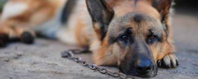 В Костроме овчарку спасли от жестокого хозяина - runews24.ru - Кострома