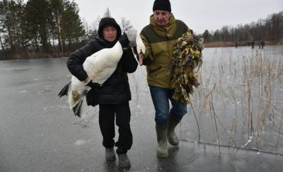 Раненого лебедя, которому тюменцы не дали вмерзнуть в озеро, могут перевезти в Новосибирск или Барнаул - news.megatyumen.ru - Новосибирск - Барнаул