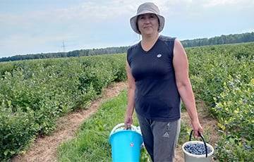 Как белоруска ездила собирать голубику под Барановичи и сколько заработала на этом - charter97.org - Белоруссия - район Барановичский