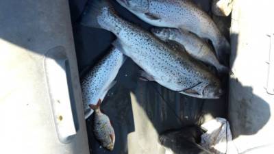Камчатские браконьеры незаконно выловили более четырех тонн тихоокеанского лосося - inforeactor.ru - Россия - Елизово