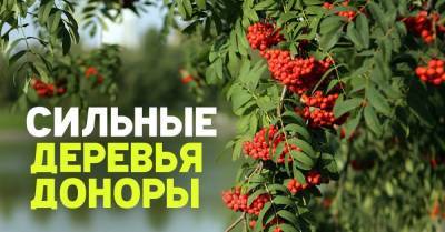 У каких деревьев-спонсоров можно напитаться энергией - skuke.net