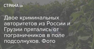 Двое криминальных авторитетов из России и Грузии прятались от пограничников в поле подсолнухов. Фото - strana.ua - Россия - Украина - Киев - Грузия - Германия