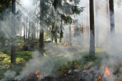 Надежда Петрова - МЧС оценил ущерб от лесных пожаров в Якутии - pnp.ru - Россия - респ. Саха