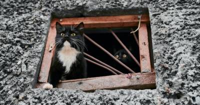 Котов замуровывать нельзя. Как будет работать закон о защите животных от жестокого обращения - focus.ua - Украина - Днепропетровская обл. - Одесская обл. - Никополь