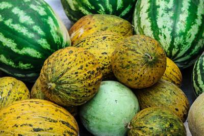 Ольга Кораблева - Диетолог сравнила пользу арбуза и дыни - lenta.ru