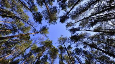 Прогноз погоды на 28.07.2021 - vestivrn.ru - Воронеж - Воронежская обл.