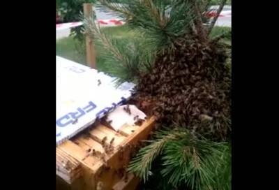 Найденному в Шушарах пчелиному рою нашли новую работу - neva.today - Санкт-Петербург