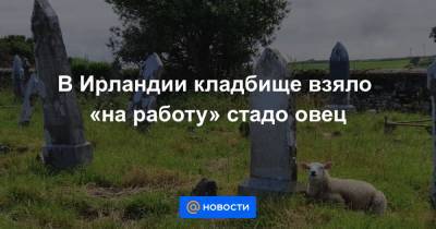 В Ирландии кладбище взяло «на работу» стадо овец - news.mail.ru - Ирландия