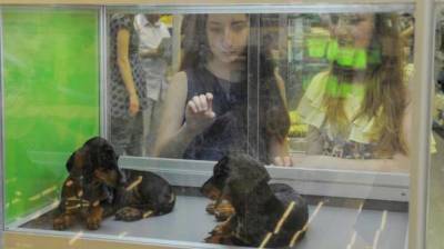 Юрист оценила идею о запрете продажи животных в зоомагазинах - vm.ru - Россия