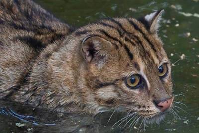 В зоопарке Новосибирска показали фото редких водоплавающих кошек - lenta.ru - Новосибирск