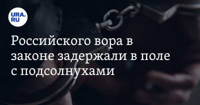 Российского вора в законе задержали в поле с подсолнухами - ura.news - Россия - Украина - Грузия